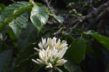 Fototapeta na wymiar Chikmagalur, Karnataka, India - November 25, 2018: Coffee flowers.