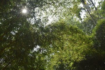 Chikmagalur, Karnataka, India - November 25, 2018: Bamboo trees.