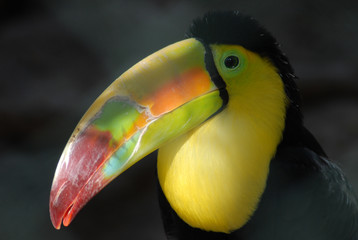 tucán