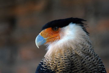aguila
