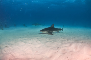 Bulls shark at the Bahamas