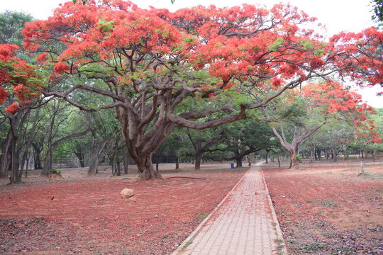 Bangalore, Karnataka, India - April 23, 2017: Cubbon Park.