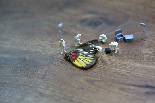butterfly killer