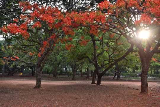 Cubbon Park, Bangalore, Karnataka, India - April 23, 2017