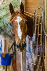 horse looking at camera in stall of stables before derby races