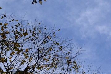 tree and blue sky