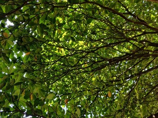 Tree leaves, Bangalore, Karnataka, India - October 28, 2018