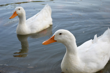two ducks on the lake
