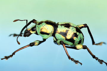 2x Weevil, Nueva Vizcaya Province, Kasibu, Metapocyrtus subquadrulifer, Phillipines