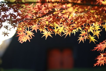 the kyoto autumn fall collection
