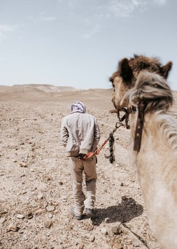 Man leading camel