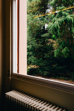 WINDOW FOREST