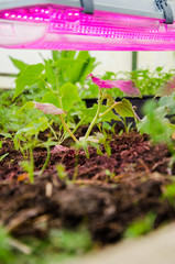 Lamps for growing plants for agriculture, Phytolamps, Fito lamp