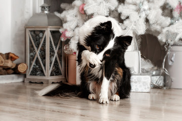 border collie dog lovely new year portrait near a white christmas tree doing a trick