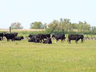 Taureaux Camargue dans les pâturages