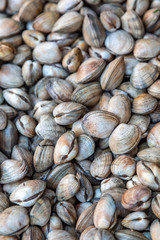 Clams For Sale at the Market