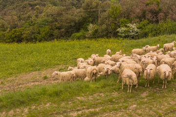 Tuscany, Italy - flock of sheep grazing 