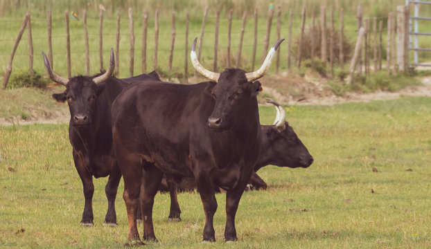 Taureaux Camargue