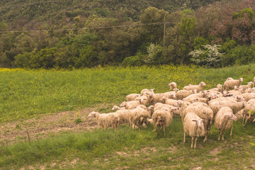 Obraz premium Tuscany, Italy - flock of sheep grazing 