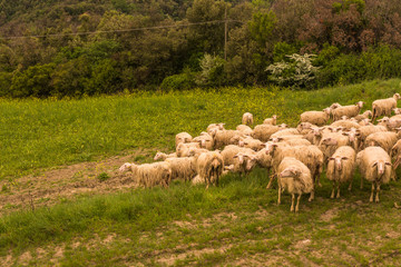 Tuscany, Italy - flock of sheep grazing 