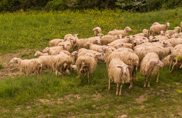 Tuscany, Italy - flock of sheep grazing 