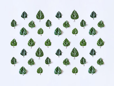 Leaf Pattern