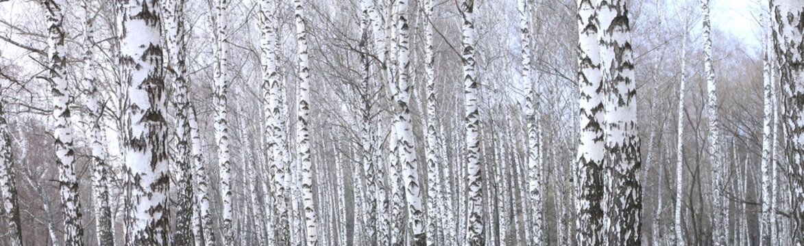 Fototapeta panoramic photo of beautiful scene with birches in autumn birch forest in november among other birches in birch grove