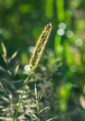 A green plant in the field is penetrated by the rays of the sun, the seeds