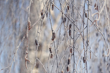 Winter Background with snow branches tree leaves and snowflakes.