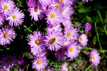 flowers in the garden
