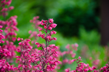 pink flowers in garden
