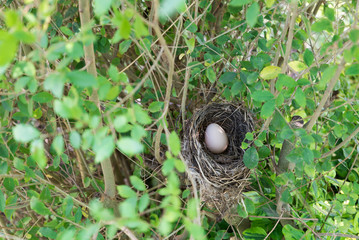 Obraz premium Bird nest with egg