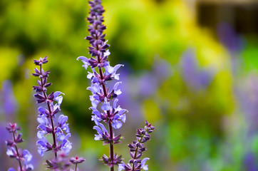 purple flowers