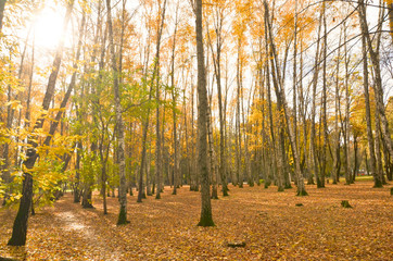 autumn in the forest