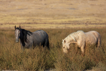 Wild Horses in the Utah Desert