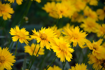 yellow flowers in garden