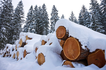 Woodpile of freshly harvested logs under deep powder snow masses in winter. Trunks of trees cut and stacked in a coniferous forest in Steiermark, Austria. - Powered by Adobe