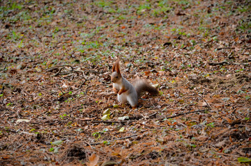 squirrel on tree