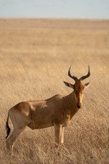 Hartebeest in grass in Central Serengeti in Tanzania