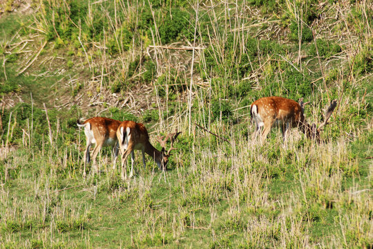 Daini brucano in collina