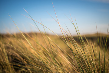 Fototapeta premium grass in the wind