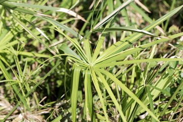 Umbrella papyrus (Cyperus alternifolius)