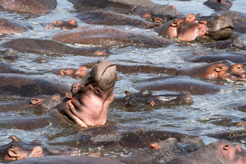 Hippo pool in Tanzania with hippopotamus raising head