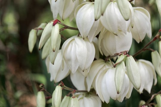 Palm lily (Yucca gloriosa)