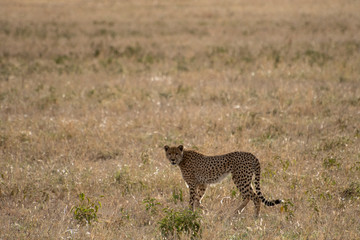 Cheetah standing in grass in Serengeti