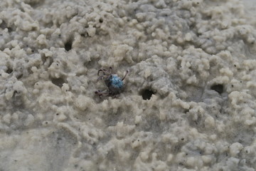 Mini Krabbe im Sand