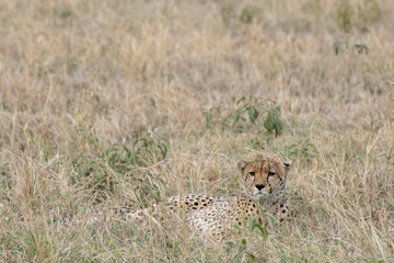 Cheetah laying in grass in Serengeti