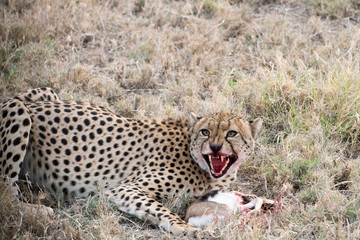 Cheetah with blood on face eating a young Thompson Gazelle