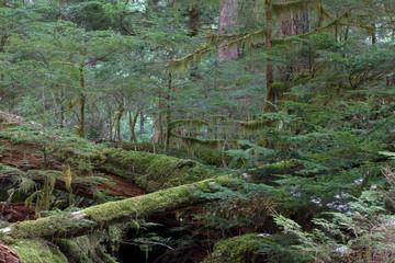 Mount Rainier National Park, WA, USA. 