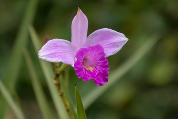 Orchid